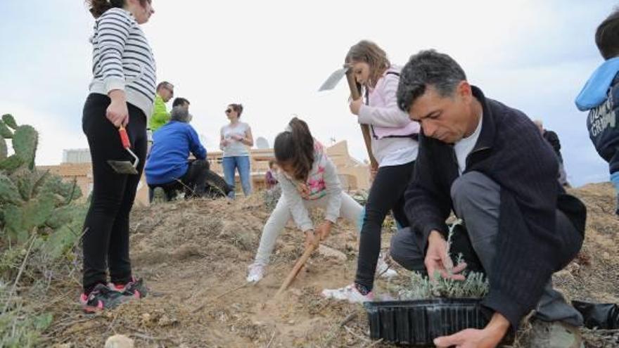 Más «Jarilla Cabeza de Gato» en la costa