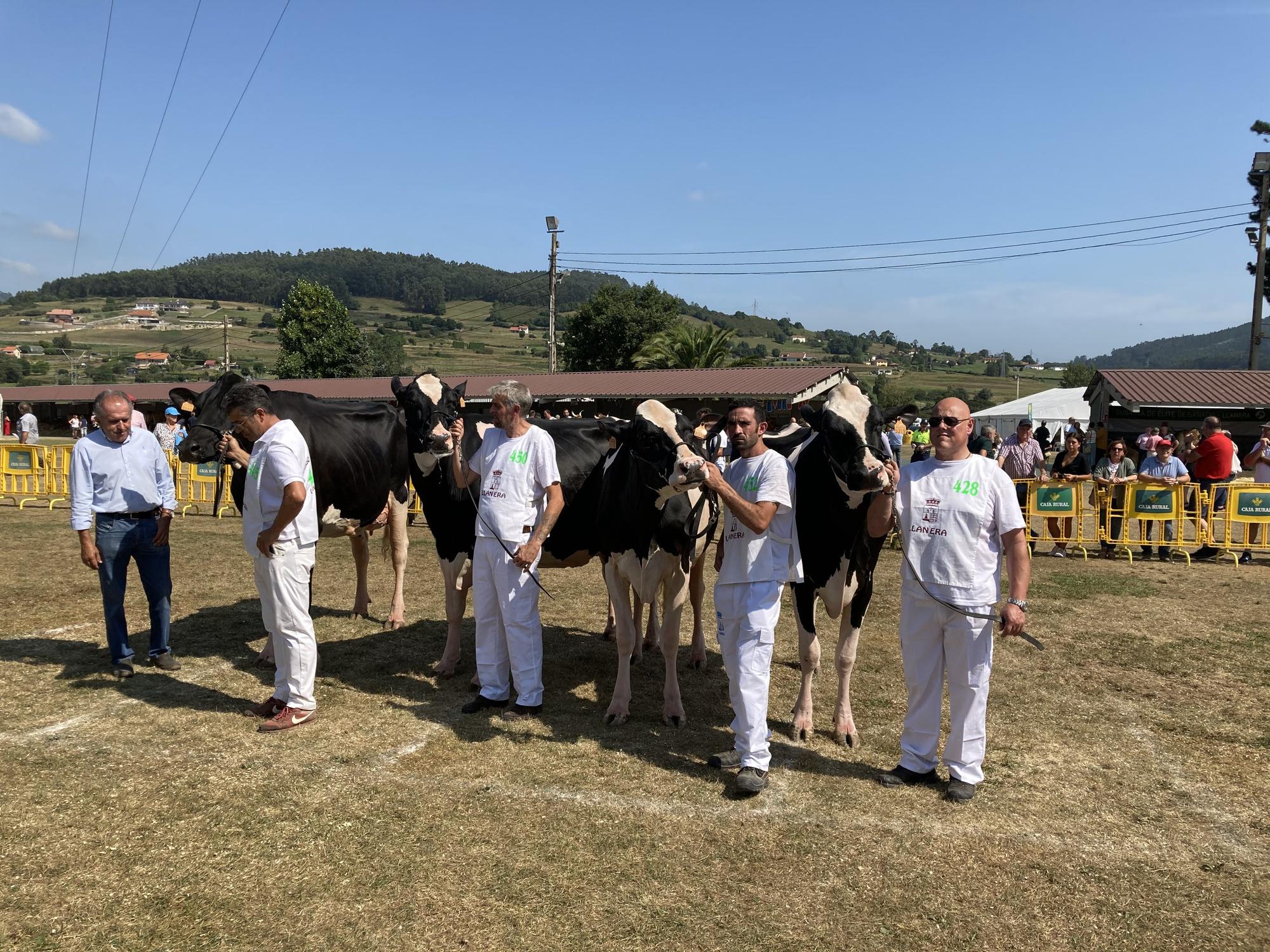 El concurso de ganado de Llanera fue todo un éxito: aquí tienes algunas de las reses ganadoras