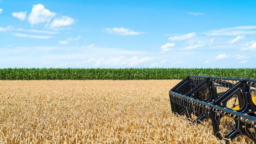 El calor abrasa el campo extremeño: el cereal pierde hasta un 15% y el tomate afronta otra ola de altas temperaturas