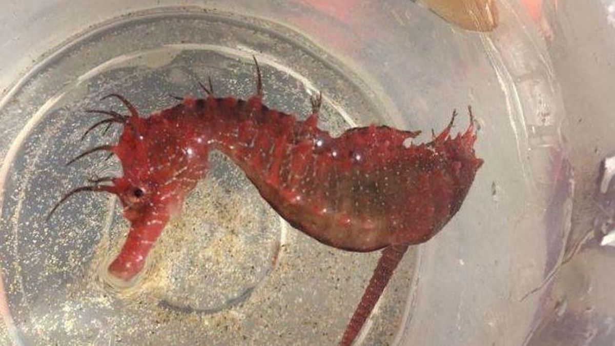 Caballito de mar hallado ayer en el Mar Menor