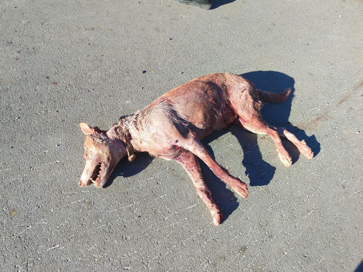 El cadáver del perro fallecido en Picassent.