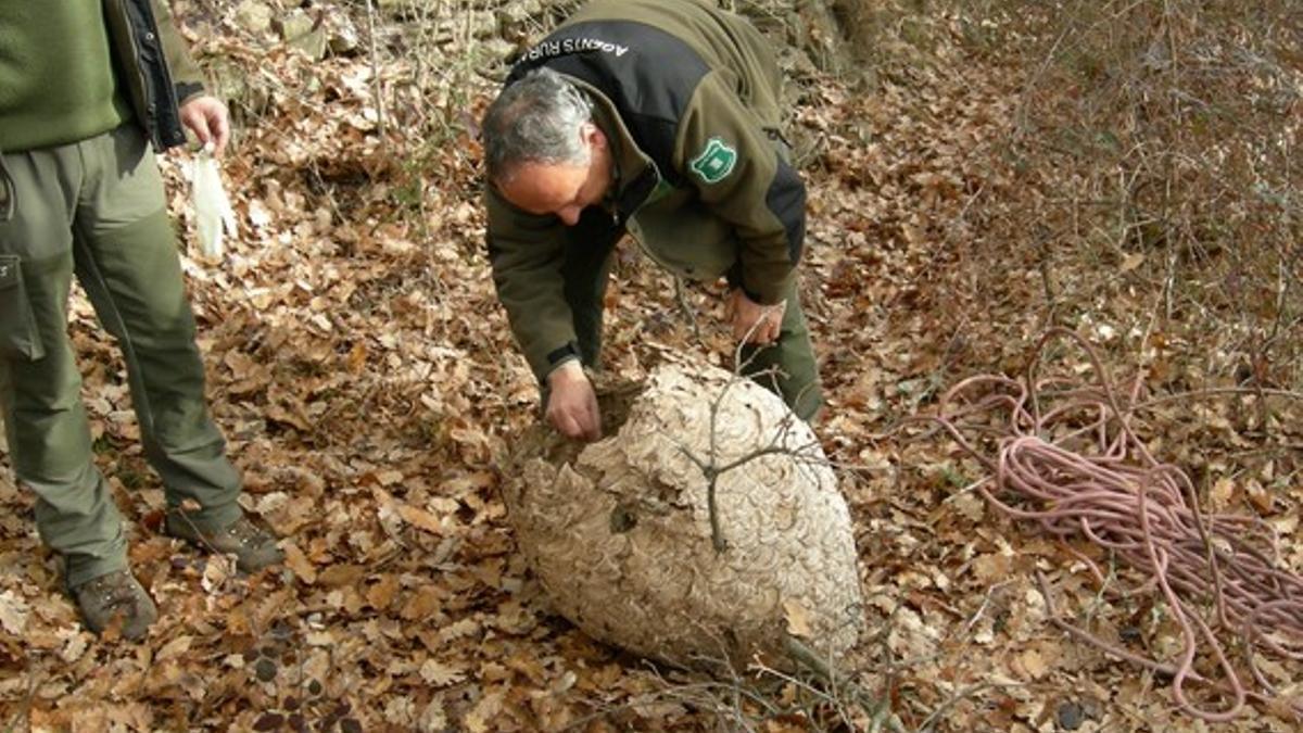 Agentes rurales examinando el nido después de haberlo descolgado de un árbol.