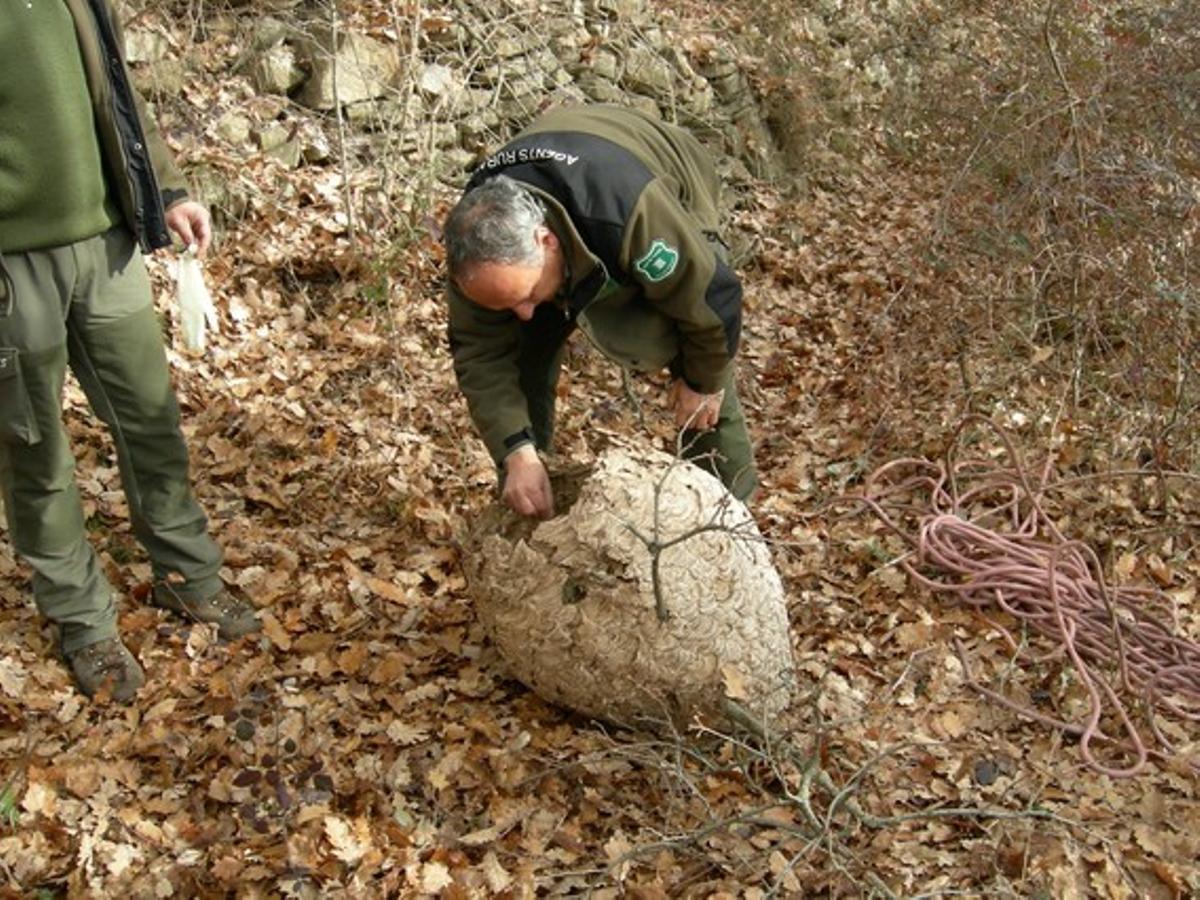 Agents rurals examinant el niu després d’haver-lo despenjat d’un arbre.