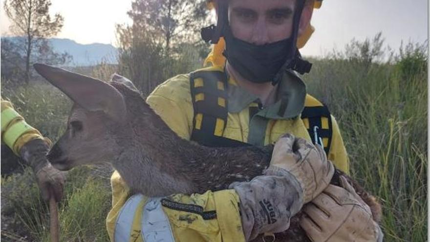 Un pequeño cervatillo consigue escapar de la llamas en el incendio de Moratalla