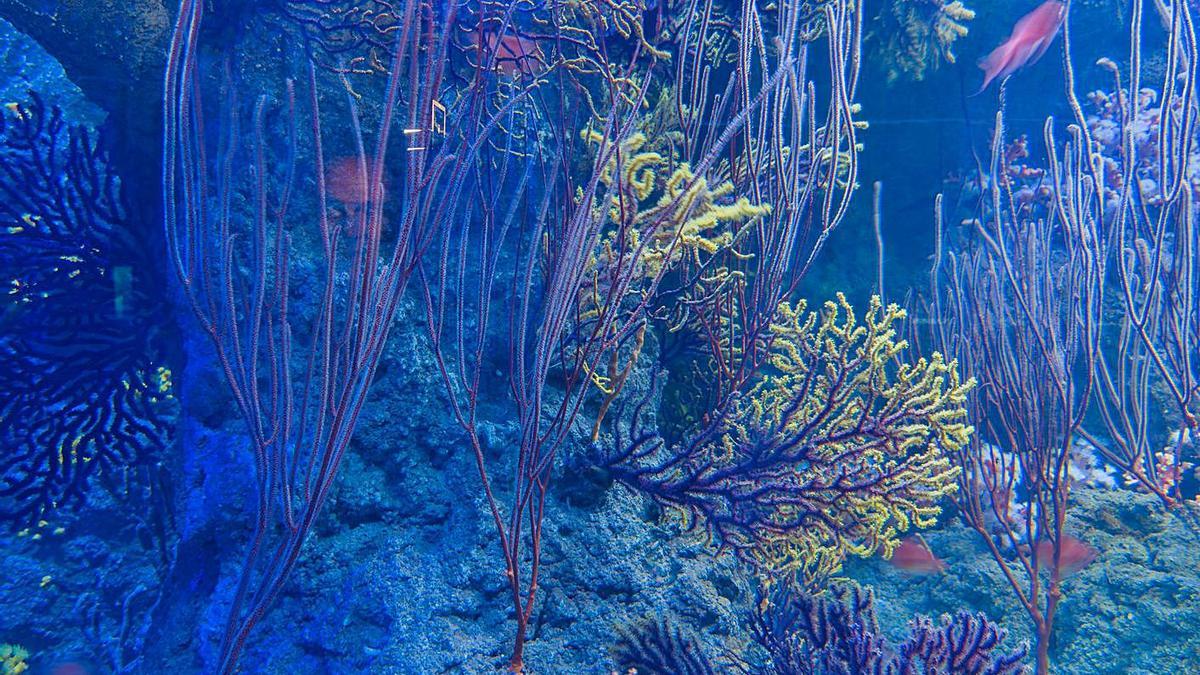 L’Oceanogràfic conserva 28 espècies de coral que el canvi climàtic amenaça