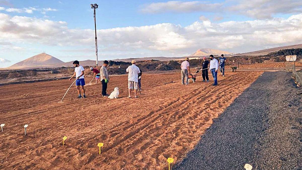 Teguise ya planta  cebollinos | AYUNTAMIENTO DE TEGUISE