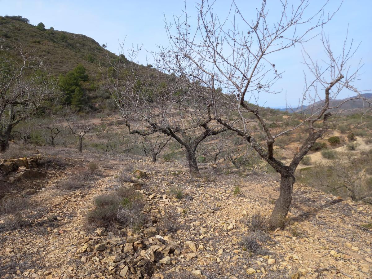 Olivos del Palancia, sin ramas cuando deberían estar brotando.