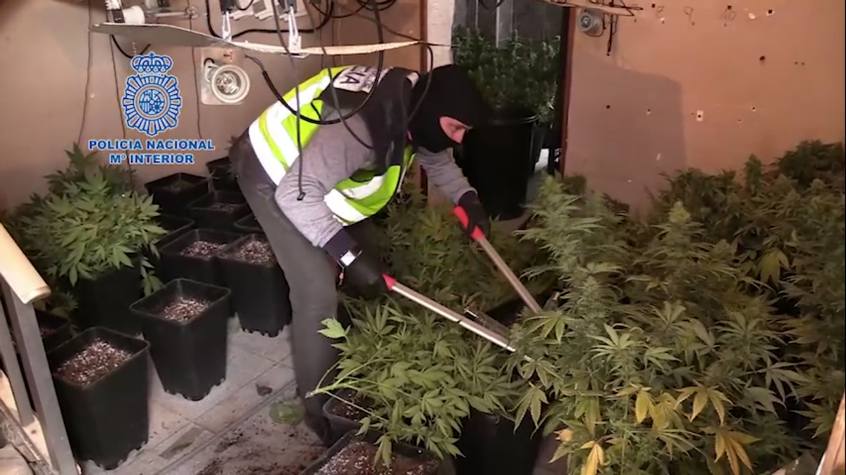 Un policía corta plantas de marihuana en un cultivo incautado en Murcia, el pasado 21 de diciembre.