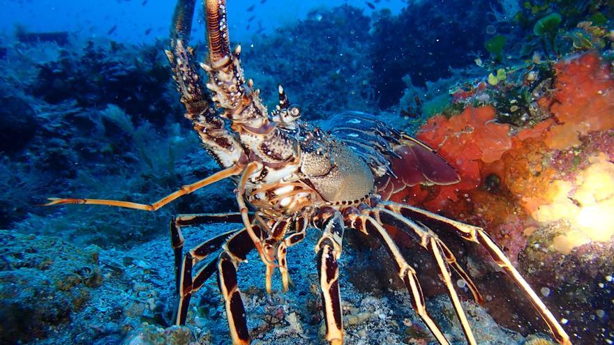 Pesca de la langosta | David Carsi, patrón mayor de Alcúdia: «Hay incertidumbre  y muchas barcas la  van a dejar de pescar»