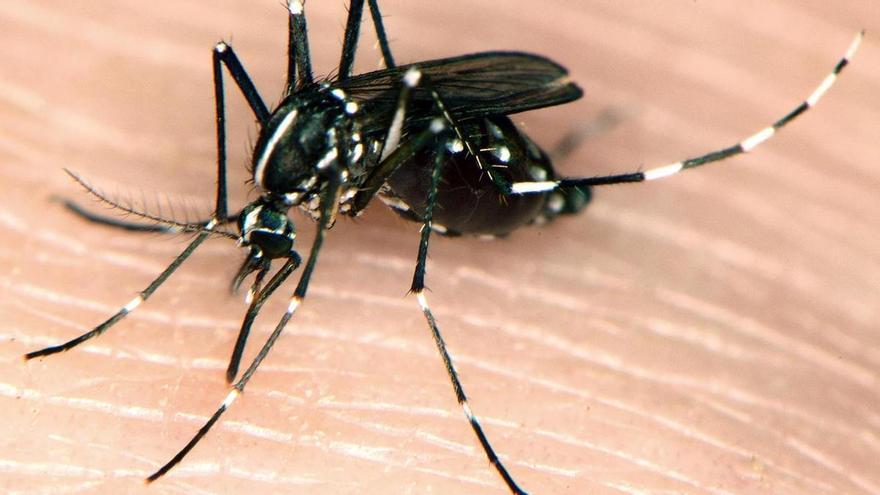 El Sergas asegura que no hay motivo de alarma por la presencia del mosquito tigre en Galicia