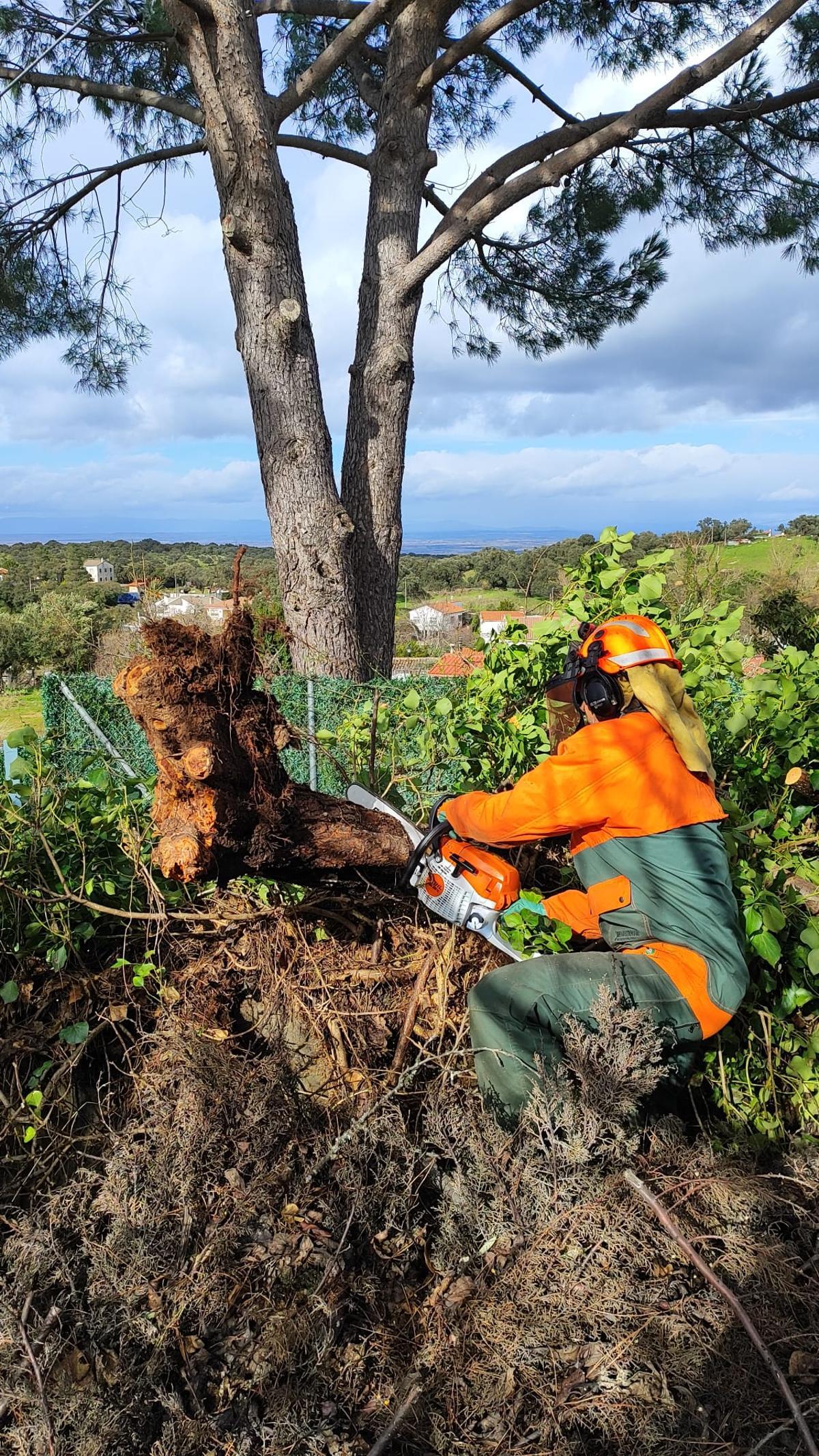 Los efectivos han retirado arbolado en mal estado.