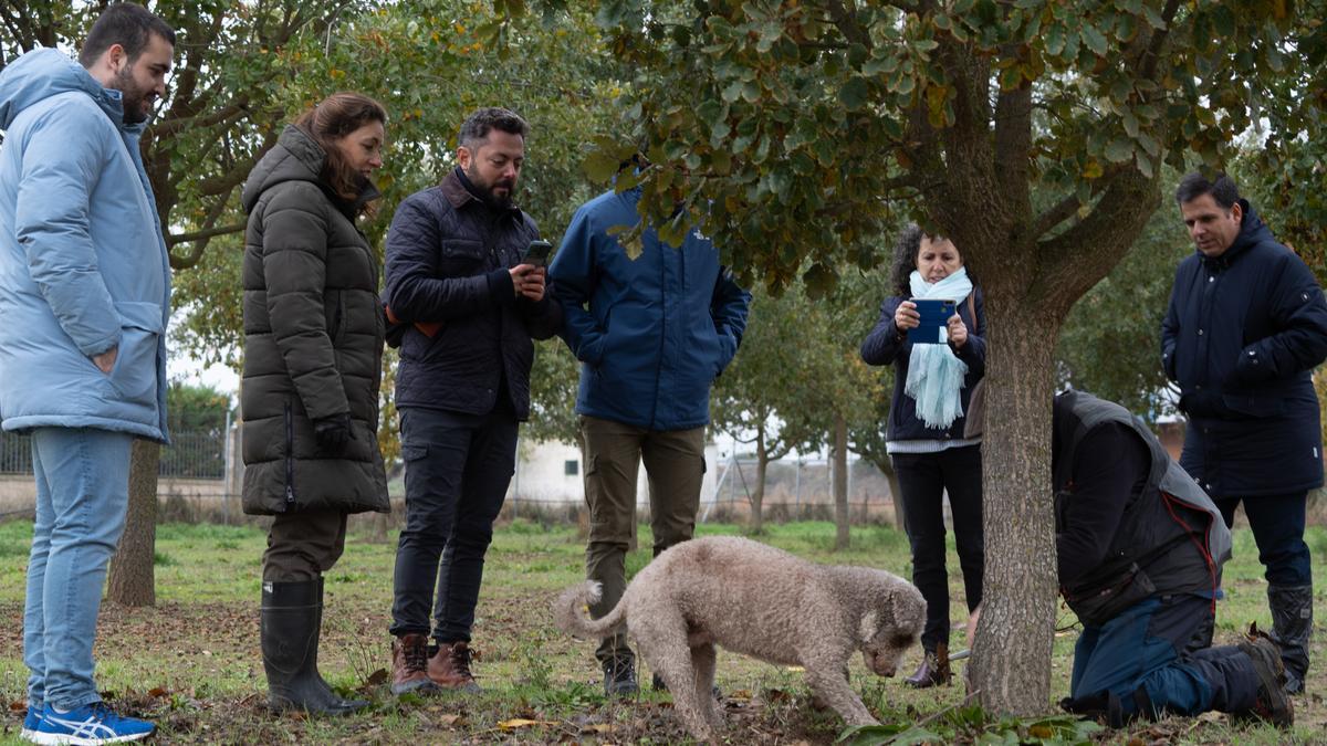 Proyecto experimental de producción de trufa negra impulsado por la Diputación de Zamora.