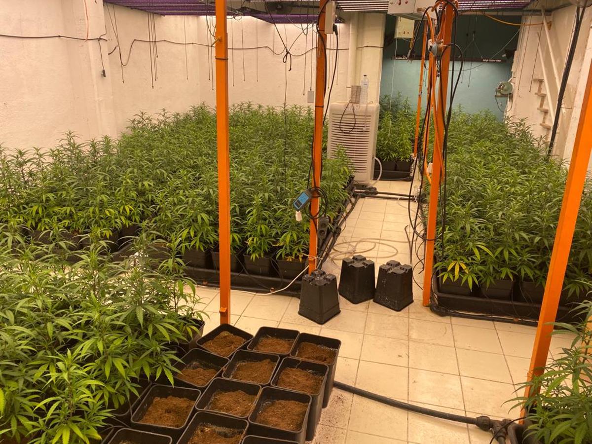 Quatre detinguts després de desmantellar dues plantacions de marihuana al Maresme