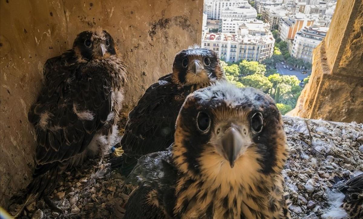 zentauroepp38623828 falco halcon170526184306