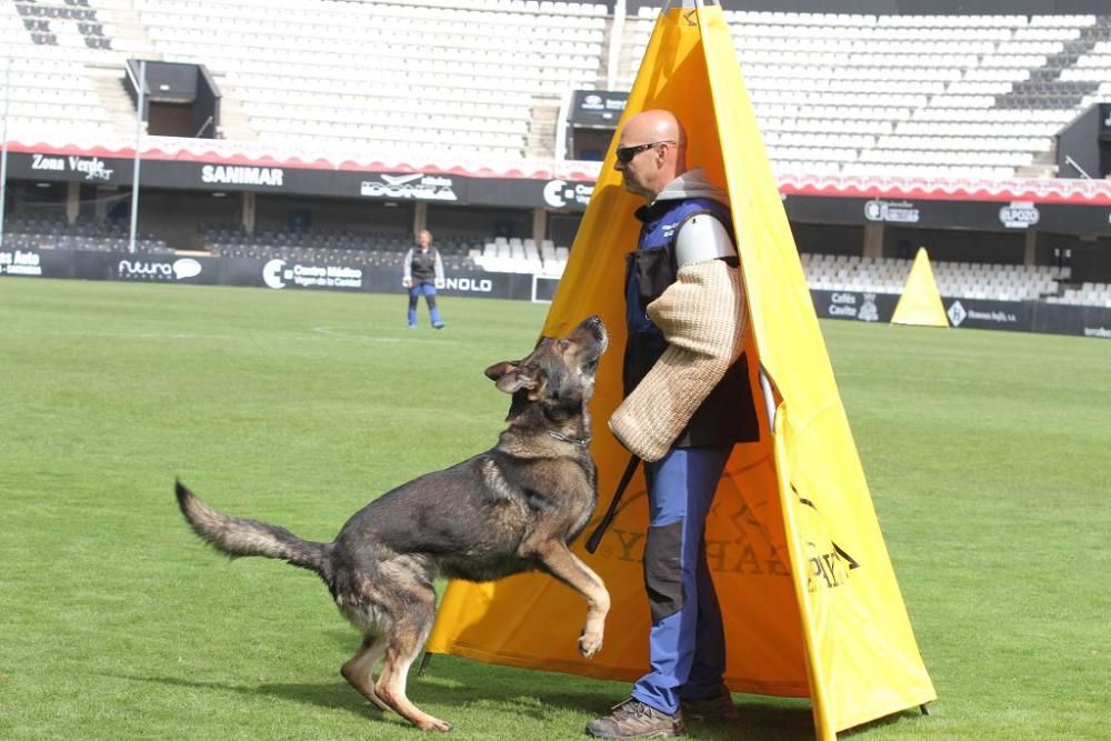 Campeonato de España de perros en Cartagena