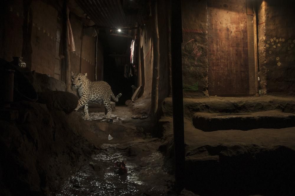 Un lleopard passeja al costat dels habitatges a la recerca de menjar en les proximitats del Parc Nacional de Sanjay Gandhi al nord de Bombai (Índia).