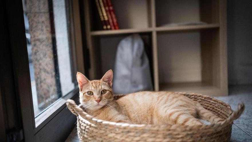 La gatería en Santa Cruz