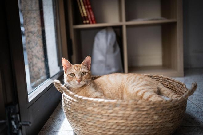 La gatería en Santa Cruz