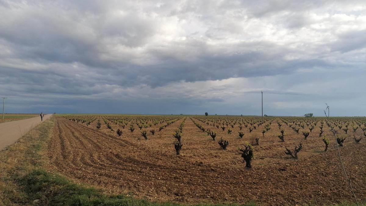 Parcela cultivada con viñedos en el término de Morales de Toro