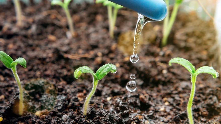 El truc per cuidar les teves plantes sense malgastar aigua