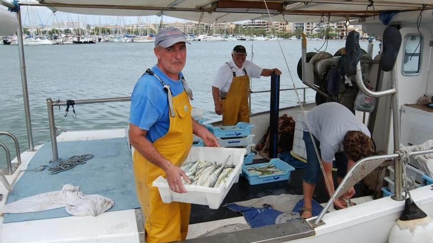 Un pescador descarga un canasto de llampuga en el Port d´Alcúdia tras una jornada de trabajo.