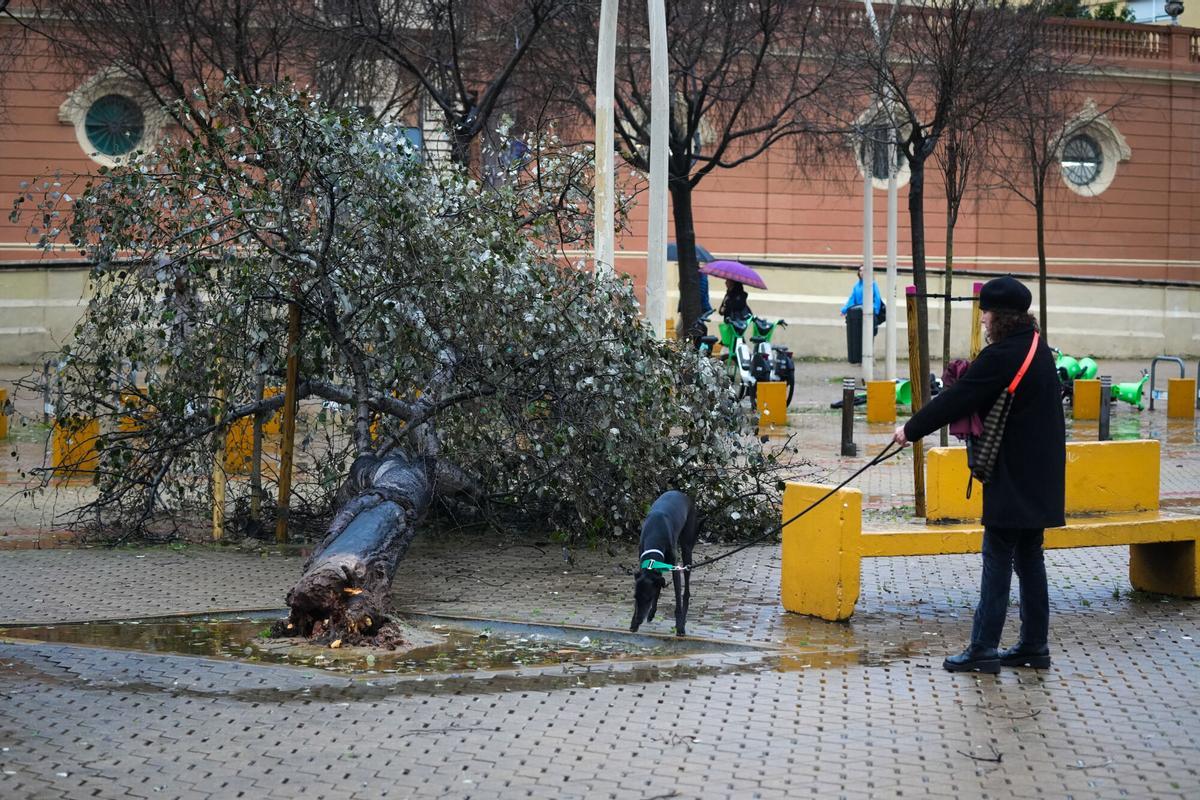 Imagen de un árbol caído en la sevillana Alameda de Hércules.
