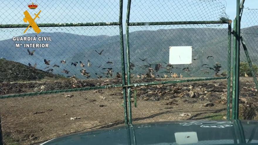 Detienen e investigan 20 personas en una operación sobre subproductos de origen animal en Cáceres