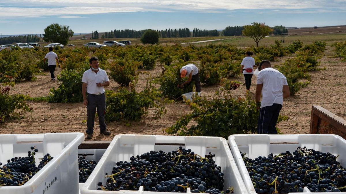 Labores en el campo durante la temporada vendimia en un viñedo de El Pego. | José Luis Fernández