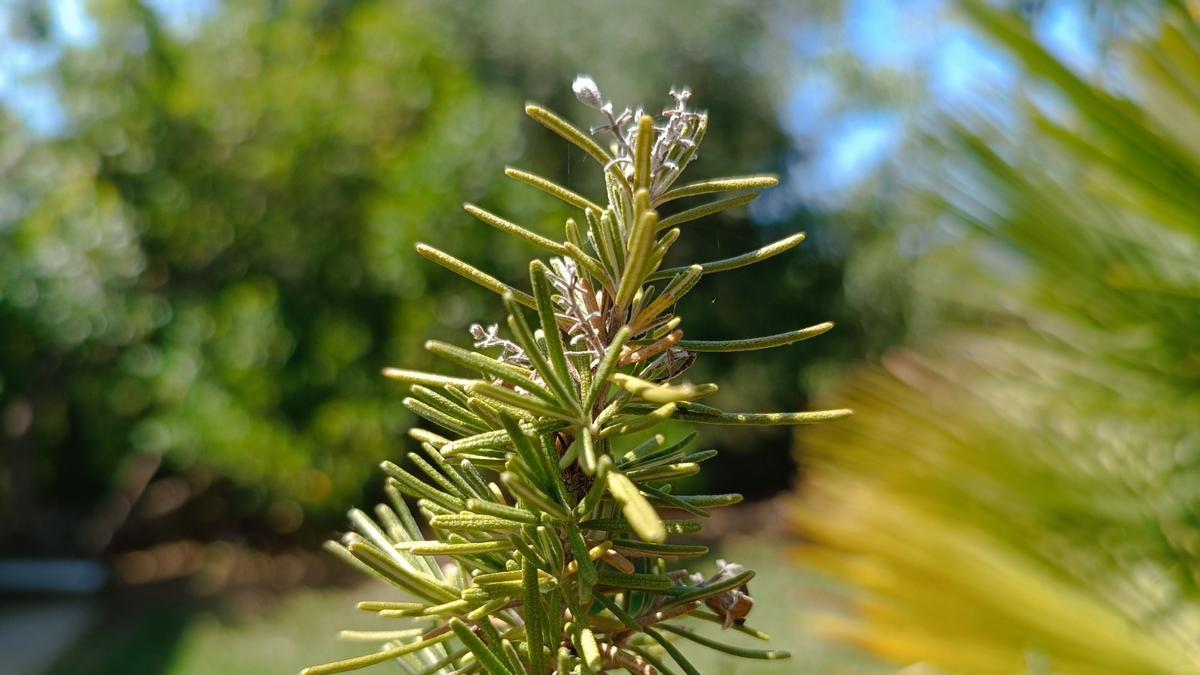 El romero es una de las plantas recomendadas por el Ayuntamiento.
