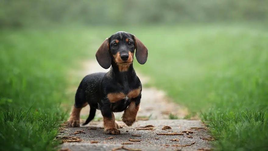 ¿Tienes perro? Cuidado con este peligroso insecto que puedes encontrarte durante tus paseos