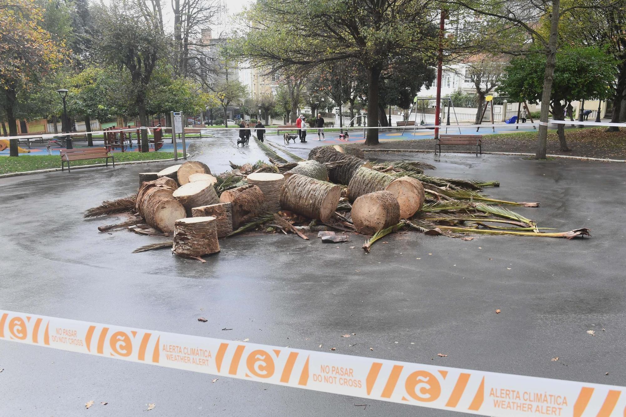 Adiós a la palmera del Campo de Marte de A Coruña