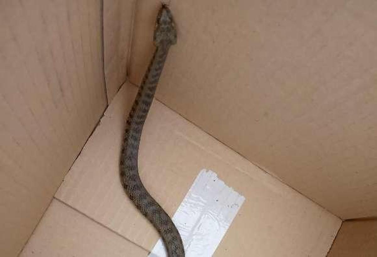 La culebra retirada del centro de salud de Moreda.