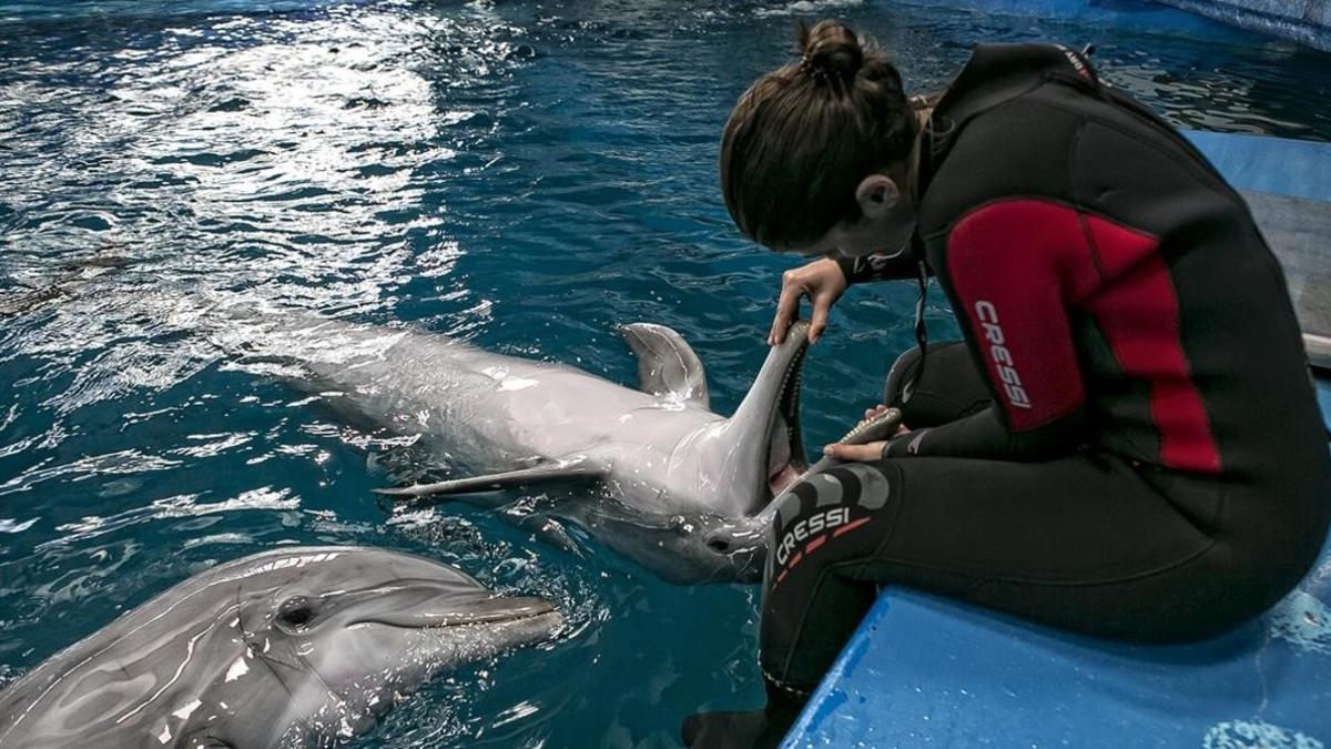 Zoo delfines