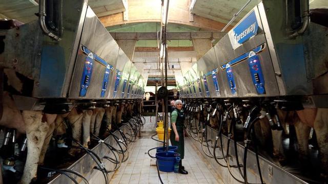 Una ganadera zamorana en la sala de ordeño robotizado.  | JORGE HERNÁNDEZ