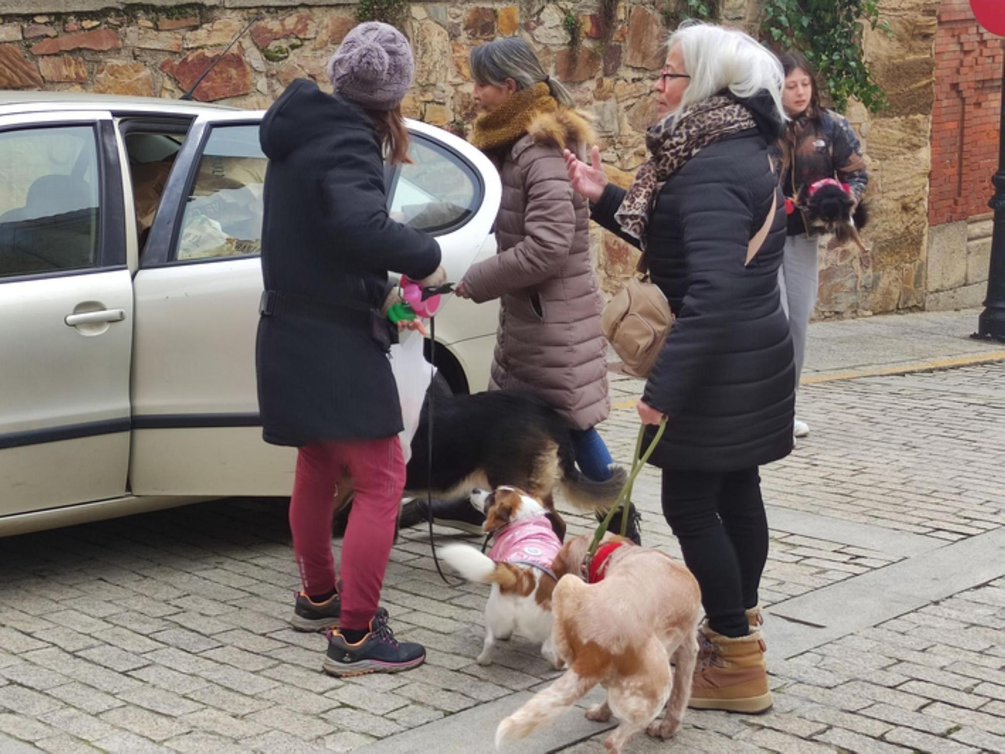 GALERÍA | Bendición de perros y gatos en Benavente