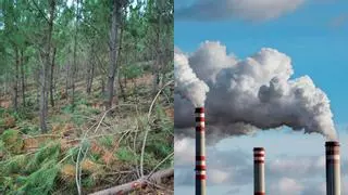 La Xunta impulsa un banco de sumideros de carbono con un negocio potencial de 150 millones