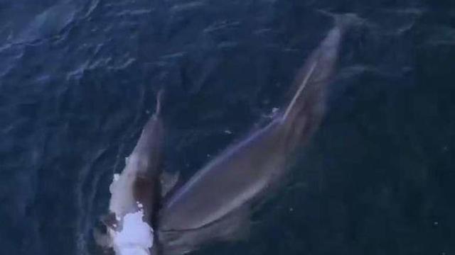 Otra secuencia del avistamiento filmado en la ría. // J.J. Candán