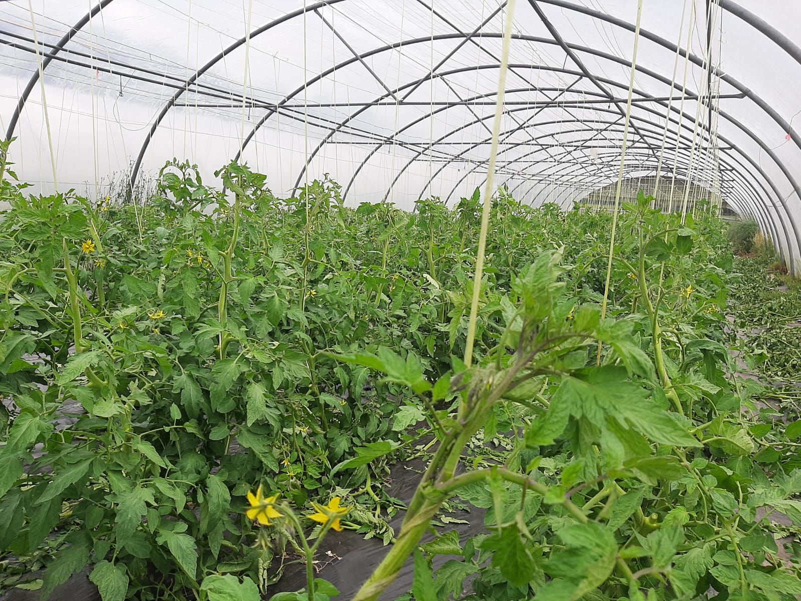 Así es Rural Ecolab, un paraíso de producción ecológica en Llanera