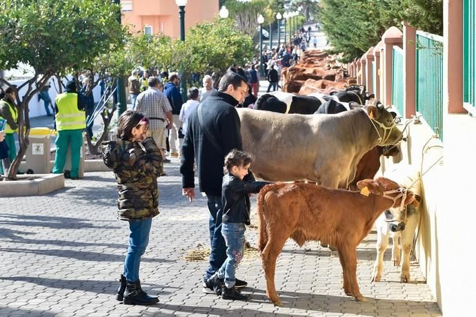 Fiesta de San Sebastián. Feria de ganado y ...