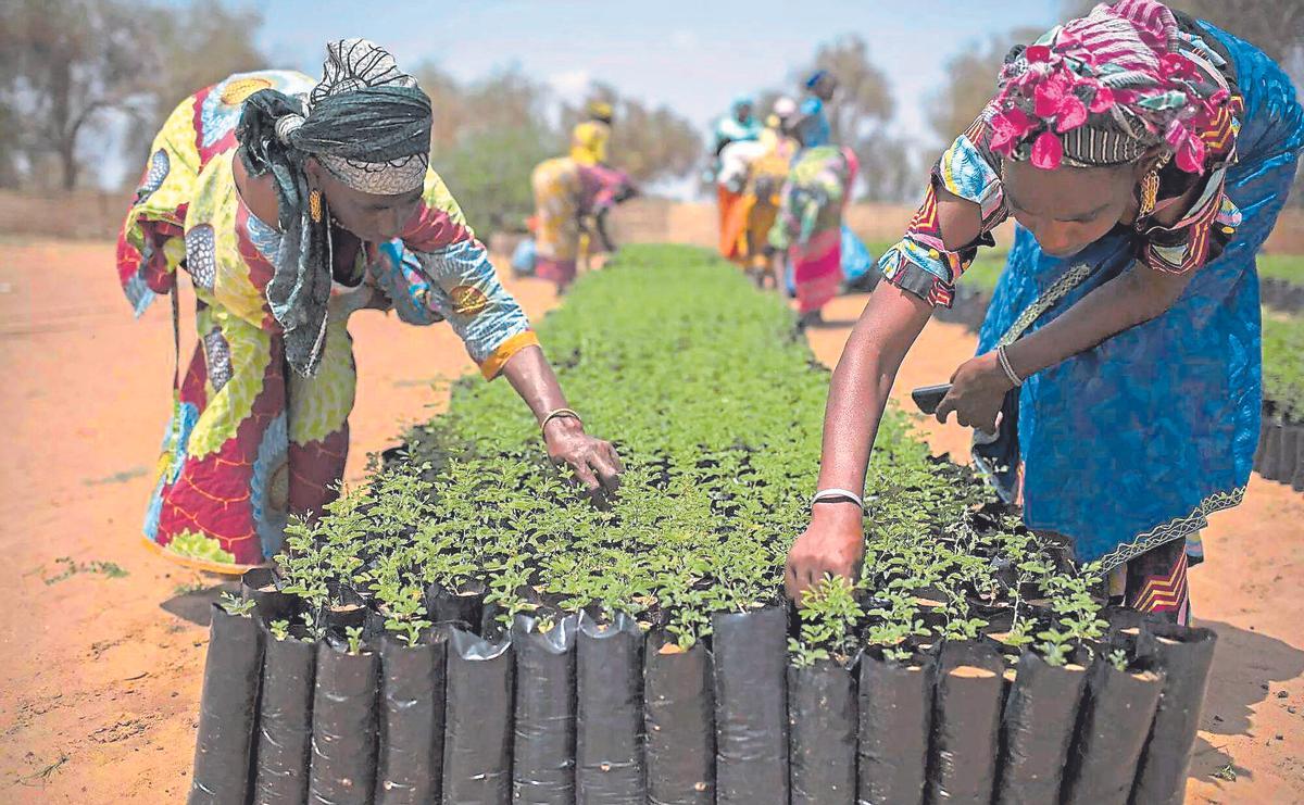 Dones preparant plançons d’arbres per a reforestar el Senegal.