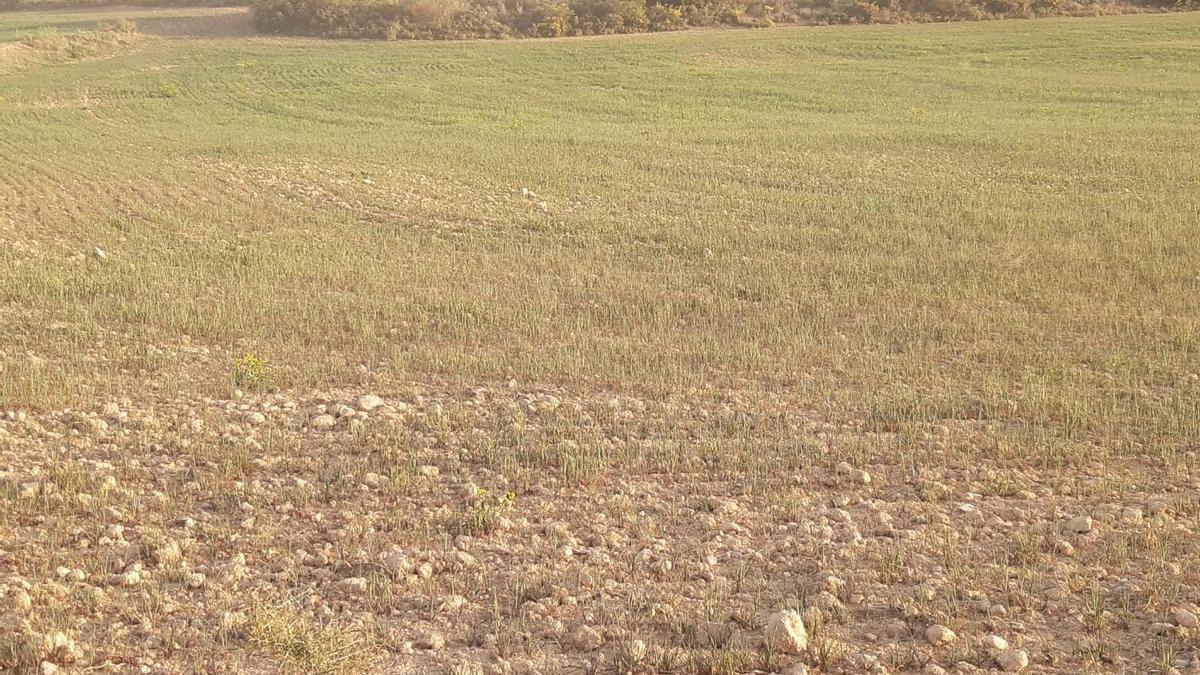 Un campo de cereal afectado gravemente por la falta de precipitaciones.