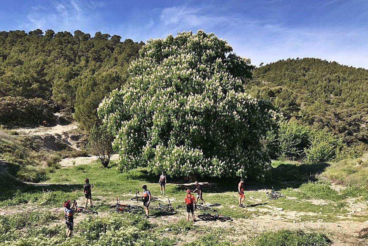 El singular árbol alcanza ahora su máxima belleza con la floración. | ÁXEL ÁLVAREZ