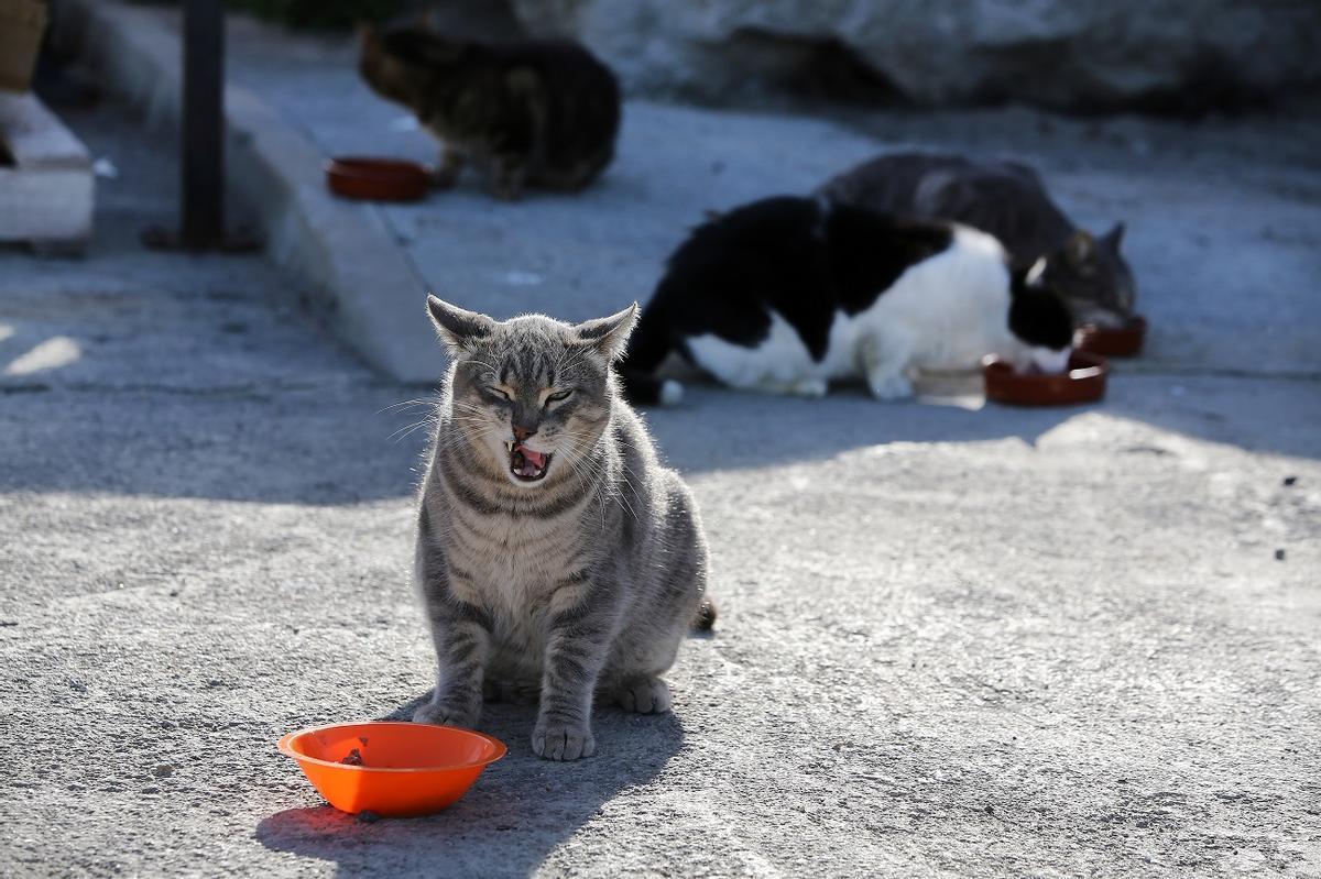 Una colonia de gatos.