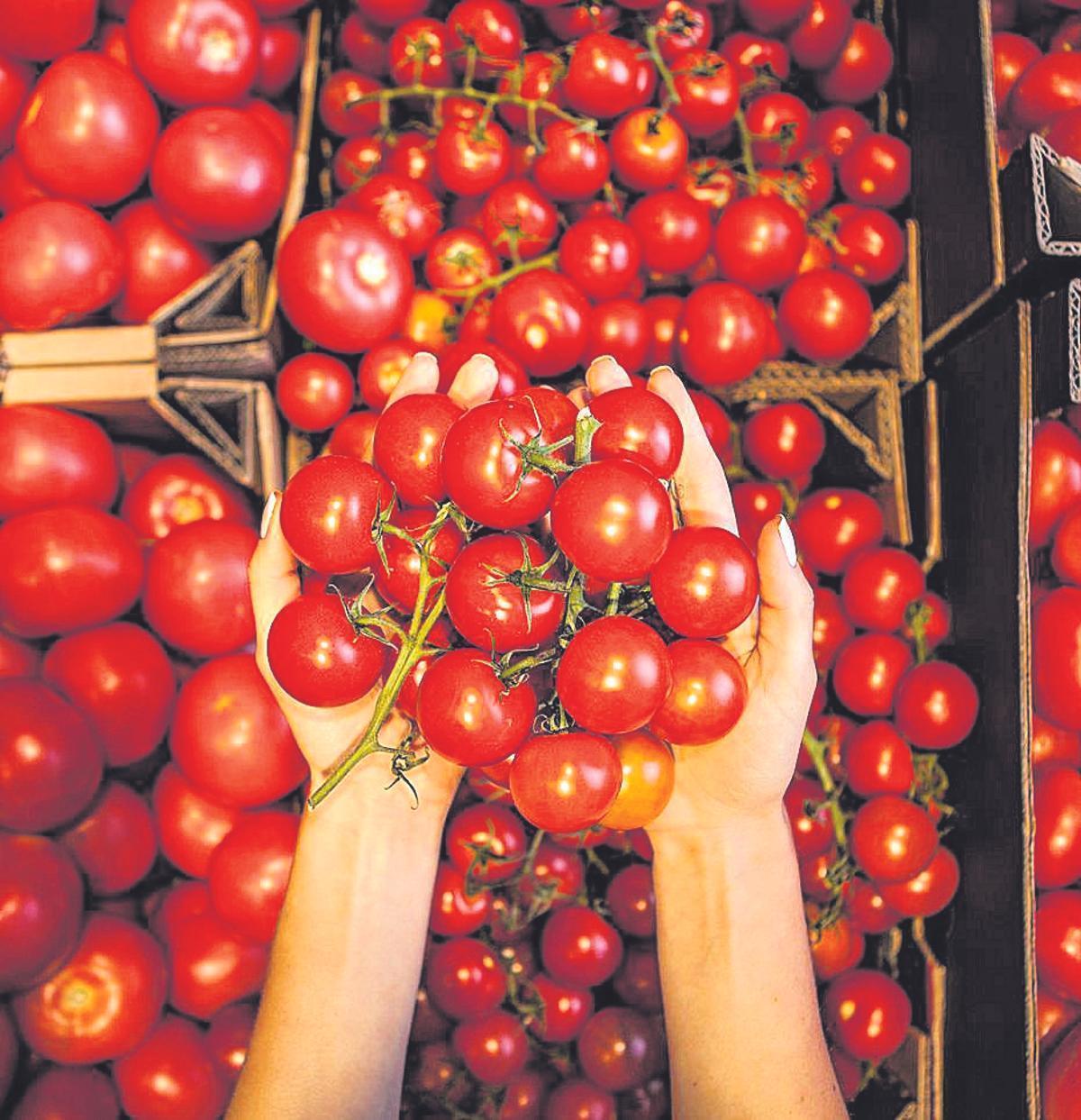 Unas manos sujetando un manojo de tomates.