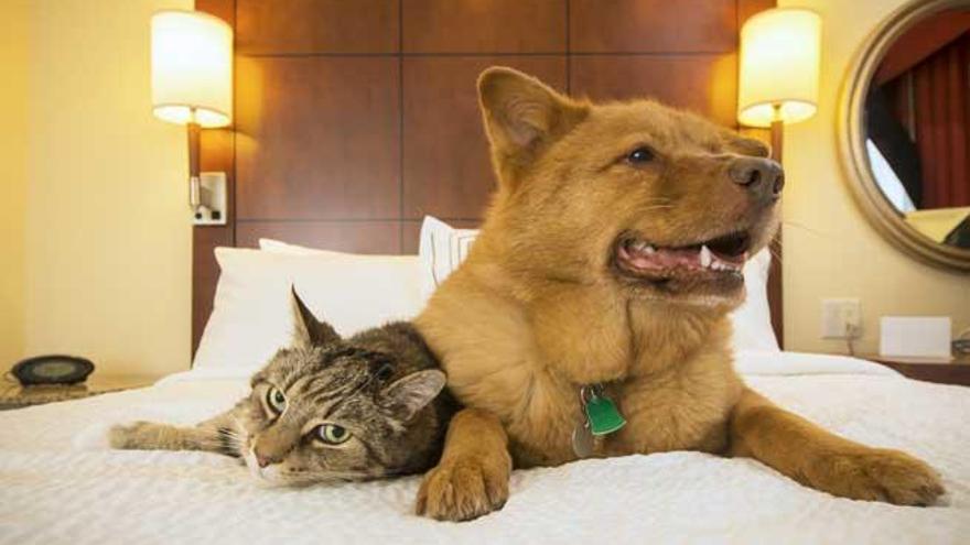 Un perro y un gato, juntos en un dormitorio.