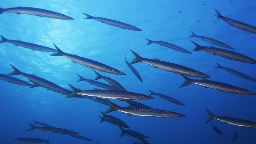 Barracudas en una reserva marina en Ibiza.