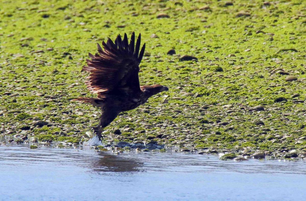 Un pigargo liberado en 2021 echa a volar en la ría de Tina Mayor (Asturias Cantabria)