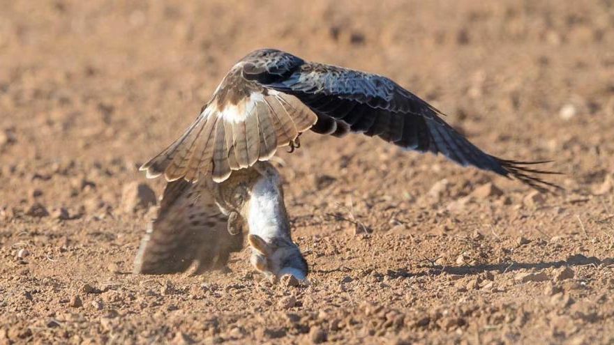 Rapaces en Formentera