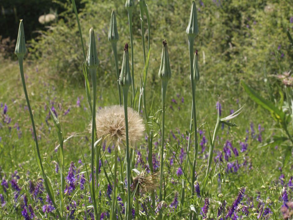 Meravelles naturals. Aquest magnífic dent de lleó, que quan érem petits bufàvem per veure quants pecats teníem, és una petita meravella de la mare natura.