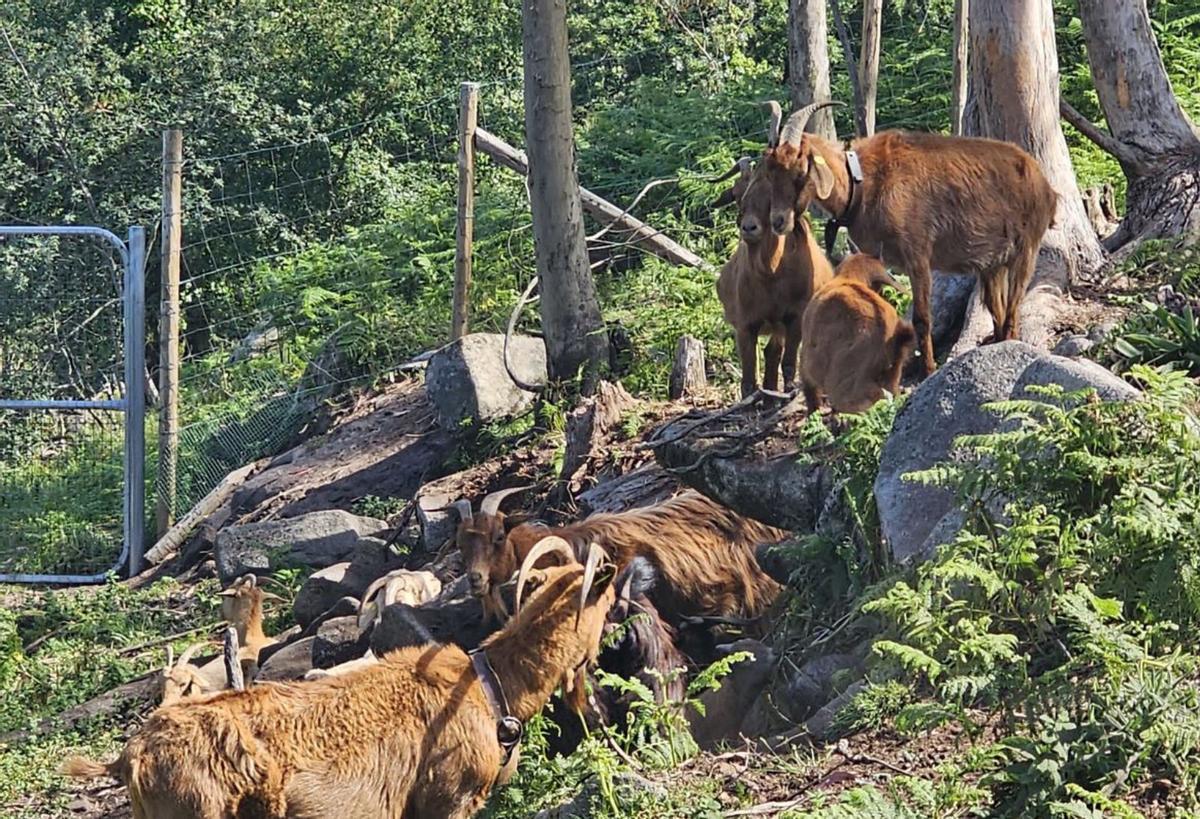 Varias de las cabras en uno de los cierres. | FdV